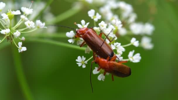 Macro Van Twee Kleine Keverparingen — Stockvideo