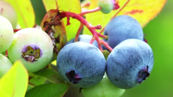 长满成熟绿色蓝莓和树叶的布什 — 图库视频影像