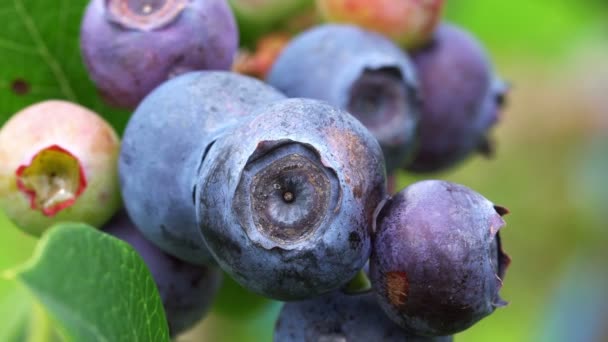 新鲜的有机蓝莓在枝头摇曳 — 图库视频影像