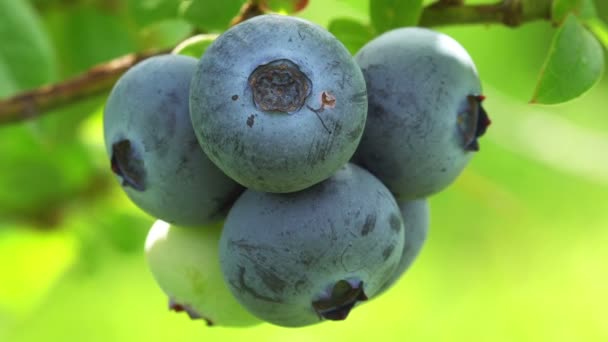 灌木上新鲜的有机蓝莓 — 图库视频影像
