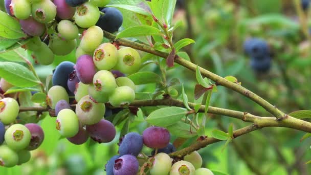 Biologische Bosbessen Rijpen Zomertuin — Stockvideo