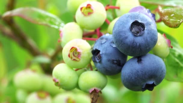 Biologische Bosbessen Rijpen Tuin — Stockvideo