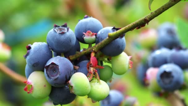 成熟的和绿色的蓝莓在枝头摇曳 — 图库视频影像
