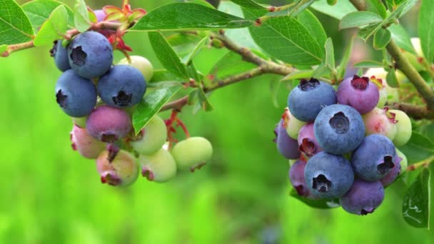 Biologische Heide Bessen Rijpen Zomertuin — Stockvideo