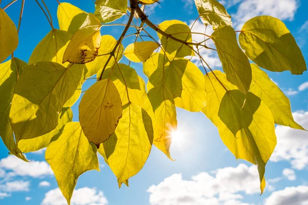 秋天的黄叶在阳光下在天空背景下闪闪发光 — 图库照片
