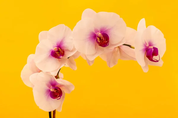 Belles Fleurs Blanches Orchidée Phalaenopsis Isolées Sur Fond Jaune — Photo