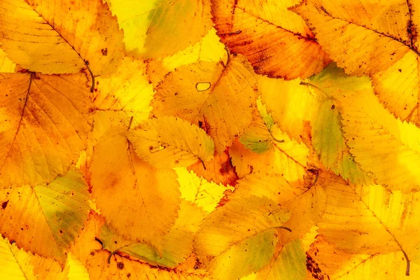 Background Colored Autumn Leaves Backlit Macro View Leaf Veins Visible — Stock Photo, Image