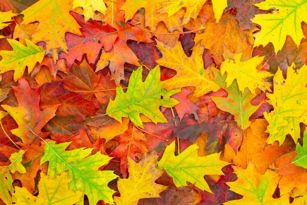 Background Colorful Autumn Leaves Autumn Leaves Background — Stock Photo, Image