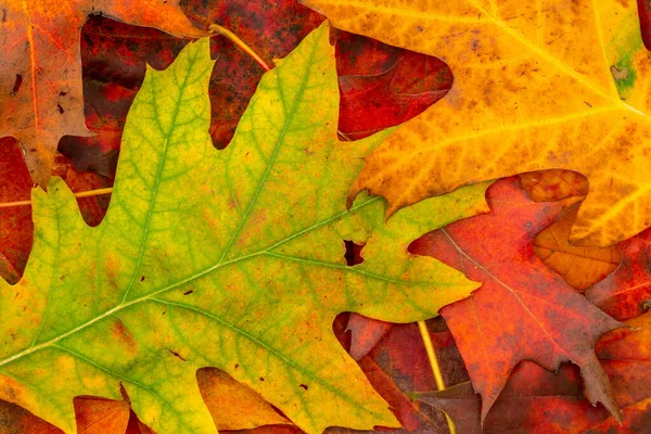 Buntes Hintergrundbild Von Abgefallenen Herbstblättern Perfekt Für Den Saisonalen Einsatz — Stockfoto