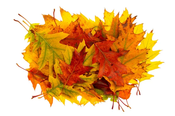 Pile Colorful Autumn Leaves Isolated White Background — Stock Photo, Image