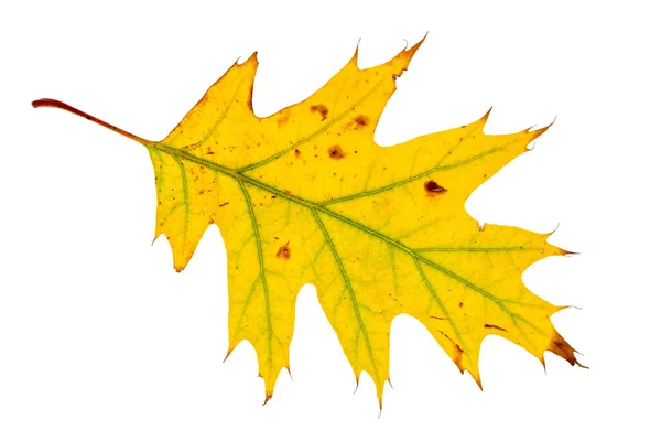 Yellow Maple Leaf Isolated White Background Autumn Flora — Stock Photo, Image