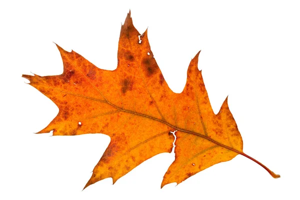 Orange Red Maple Leaf Isolated White Background Autumn Flora — Stock Photo, Image