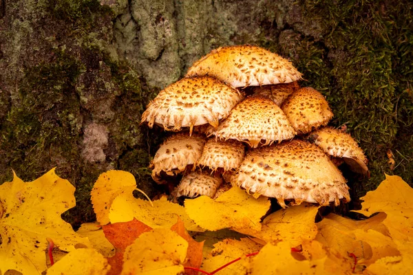 Setas Silvestres Creciendo Tronco Los Árboles Cerca Las Raíces Los — Foto de Stock