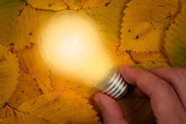 Man Hand Houdt Gloeiende Gloeilamp Een Gevallen Bladeren Achtergrond Energiebesparingsconcept — Stockfoto