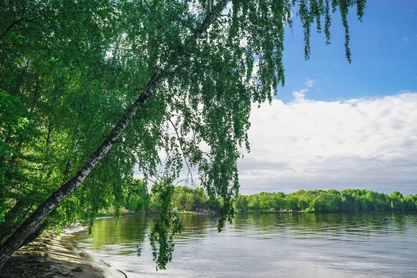 Birken Hängen Frühling Über Dem Fluss lizenzfreie Stockbilder