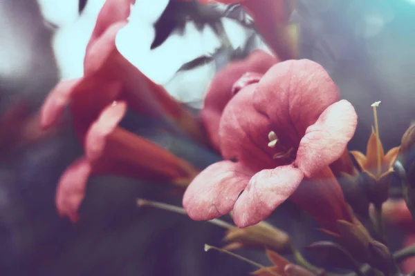 Vackra Rosa Och Orange Blomma Med Blury Bakgrund Stockfoto