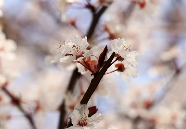 Våren Blommor Bakgrund Med Rosa Blomma Stockbild