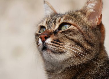 İstanbul'da sola bakan yeşil gözlü güzel yakın kedi fotoğrafı