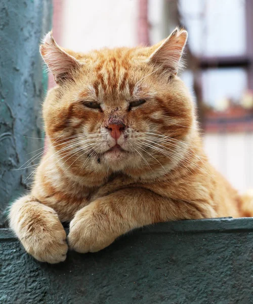 Vackra Närbild Foto För Sömnig Katt Som Söker Till Cam Royaltyfria Stockbilder