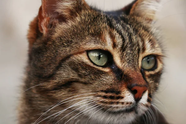 Vackra Närbild Katt Foto Med Gröna Ögon Ser Till Höger Stockbild