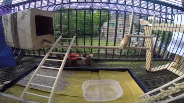 Dört Bengalese finches, kafes içinde.
