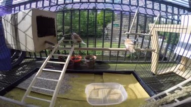 Dört Bengalese finches, kafes içinde.