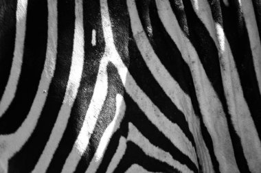 Siyah ve beyaz çizgili, doku ve desen bir Zebra