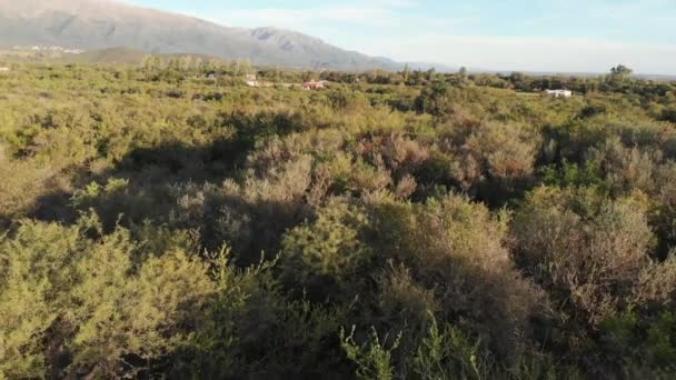 Flygbilder Skogsmark Med Bergslandskap Bakgrunden — Stockvideo