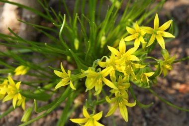 Bahar çiçek açan çiçek closeup