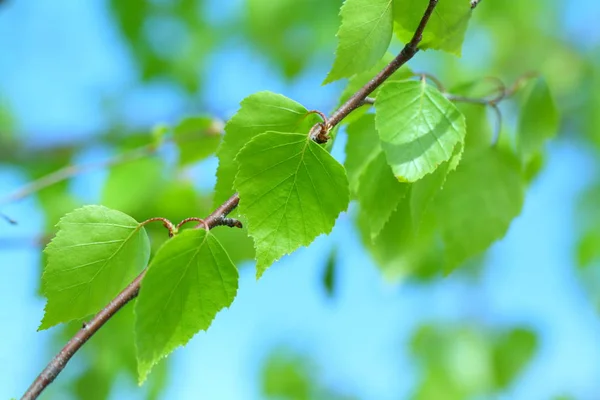 Groene Bladeren Een Boomtak Een Zonnige Dag — Stockfoto