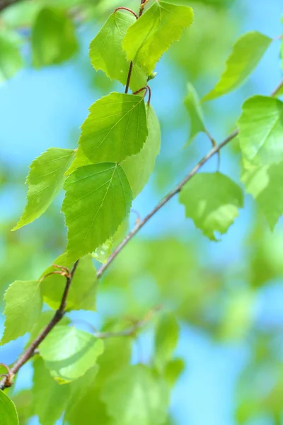 Folhas Verdes Ramo Árvore Dia Ensolarado — Fotografia de Stock