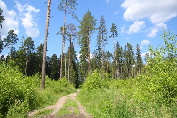 Radweg Zwischen Waldbäumen Und Wiesen — Stockfoto