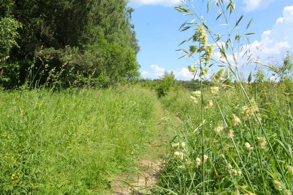 Radweg Zwischen Waldbäumen Und Wiesen — Stockfoto