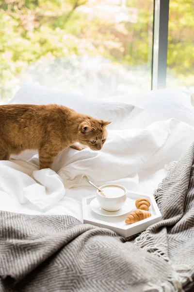 Acogedor desayuno en la cama, taza de café y croissants en blanco y —  Fotos de Stock