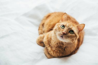 Kameraya bakarak beyaz keten üzerinde döşeme büyük zencefil kedi