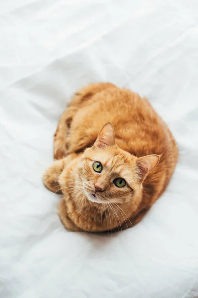 Big ginger cat laying on white linen looking at camera — Stock Photo, Image