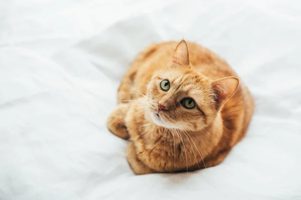 Grande gatto zenzero posa su lino bianco guardando la fotocamera — Foto Stock