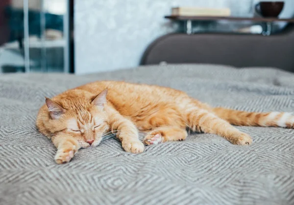 Ingwer-Raubkatze liegt schlafend auf Bettdecke — Stockfoto