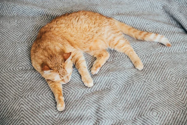 Grote gember kat opleggen bed deken slapen — Stockfoto
