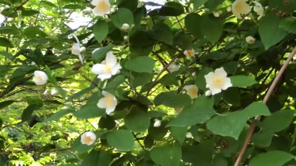 Florecientes arbustos de jazmín de primavera — Vídeos de Stock