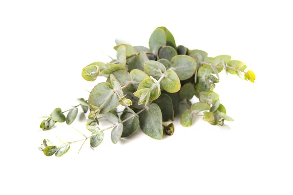 Зеленые листья эвкалипта — стоковое фото