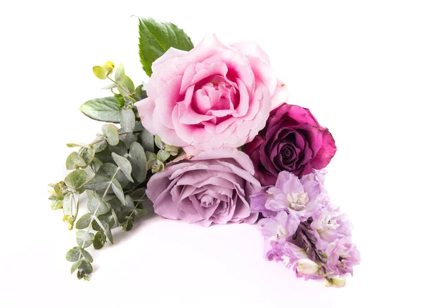 粉红色和紫色的玫瑰, 叶子在白色背景下被隔绝 — 图库照片