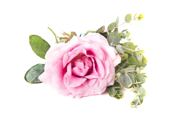 Rosa ros blomma och gröna blad på vit bakgrund isolerade — Stockfoto
