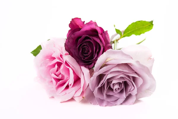 Pink and purple roses isolated on white background — Stock Photo, Image