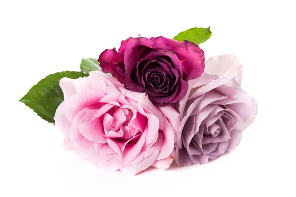 Rosa e rosas roxas isoladas sobre fundo branco — Fotografia de Stock