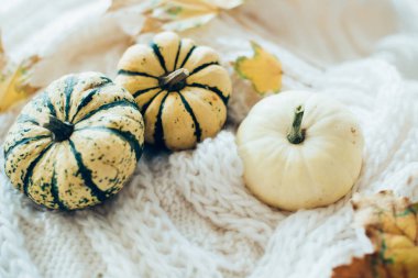 Sonbahar yaprakları ve sıcak rahat örgü sw üzerinde küçük dekoratif kabaklar