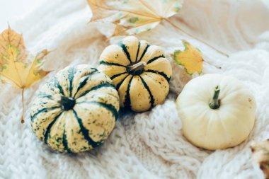 Sonbahar yaprakları ve sıcak rahat örgü sw üzerinde küçük dekoratif kabaklar