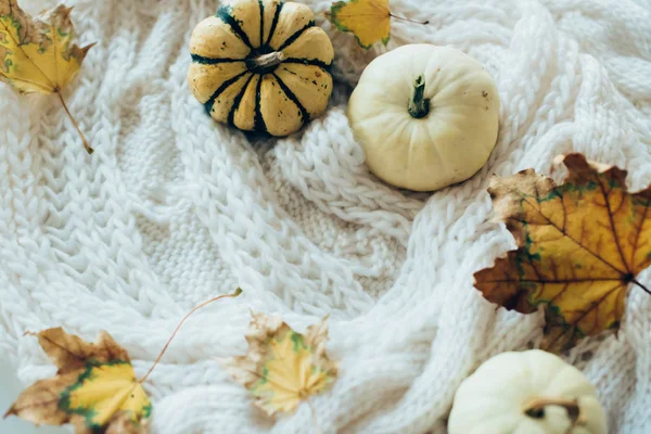 Feuilles d'automne et petites citrouilles décoratives sur la truie chaude et confortable — Photo