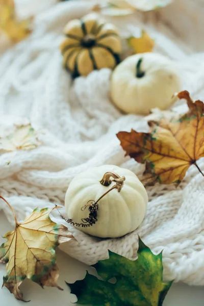 Feuilles d'automne et petites citrouilles décoratives sur la truie chaude et confortable — Photo