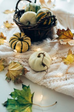Sonbahar yaprakları ve sıcak rahat örgü sw üzerinde küçük dekoratif kabaklar